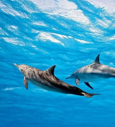 Papier peint intissé DAUPHINS 225 cm x 250 cm | Tapisserie Murale XXL Poster Décoration - Salon Appartement - Photo d'art Tableaux Muraux | QUALITÉ SUPÉRIEURE - MADE IN EU - Y compris adhésif