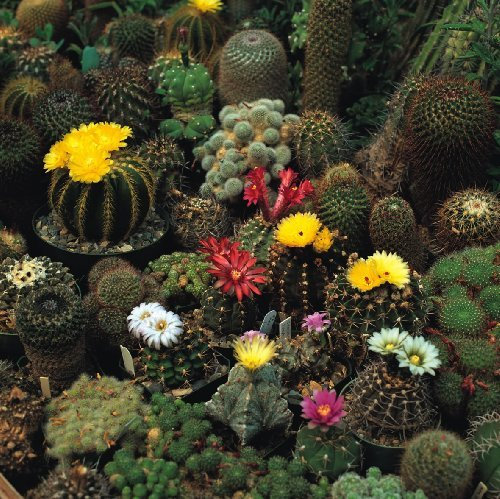 Just Seed - Flower - Cactus - Crown Mix - 100 Seeds - Spectacular