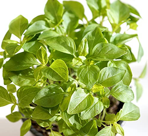 Zitronen-Basilikum - Ocimum basilicum citriodorum - Lichtkeimer - 200 Samen