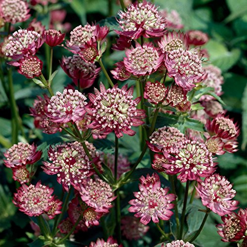GARTEN SCHLÜTER® Sterndolde 'Moulin Rouge'