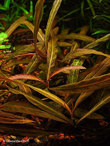 Hygrophila Red-Green - 1 Ramo - Plantas Naturales para acuarios