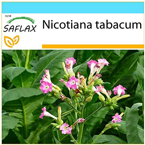 SAFLAX - Set regalo - Tabaco de Virginia - 250 semillas - Con caja regalo/envío, etiqueta para envío, tarjeta de felicitación y sustrato de cultivo y fertilizante - Nicotiana tabacum