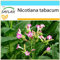 SAFLAX - Set regalo - Tabaco de Virginia - 250 semillas - Con caja regalo/envío, etiqueta para envío, tarjeta de felicitación y sustrato de cultivo y fertilizante - Nicotiana tabacum