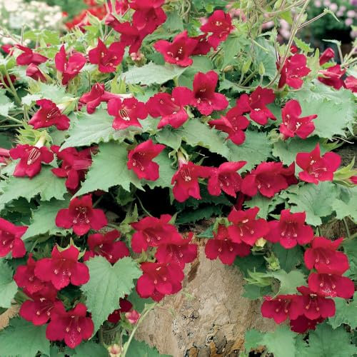 YouGarden Lofos 'Wine Red', Set of 12 Plug Plants, Ready to Grow On and Plant Out, Summer Flowering, Trailing Lofos for Baskets, Containers and Gardens