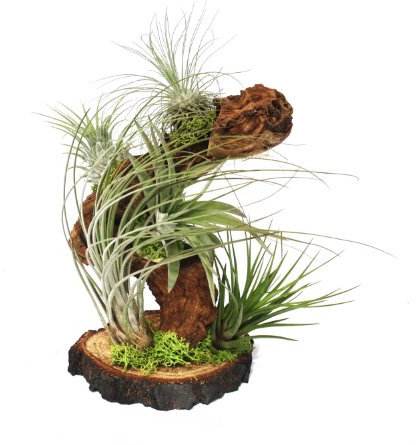 exotenherz - Tillandsias sur les plantes racine arbre - big - 5