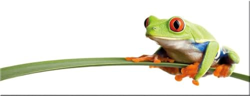 artissimo Bild aus Glas 80x30 cm Tiere AG1968A – modernes Glasbild Frosch Wandbild Querformat, Wanddeko Wohnzimmer, grün orange, Natur modern