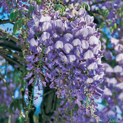 GARTEN SCHLÜTER® Blauregen 'Prolific' - Wisteria sinensis