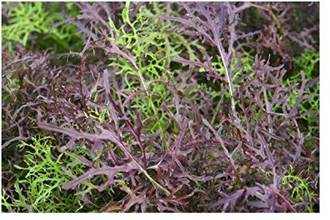 PREMIER SEEDS DIRECT - Mustard - MIZUNA - RED Streaked - 2 gm Approx 1400 Seeds Organic
