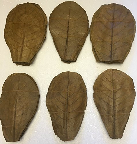100 Seemandelbaumblätter ca.20cm / Catappa Leaves/Indian Almond - Natürlicher Wasseraufbereiter für gesunde Fische und Garnelen