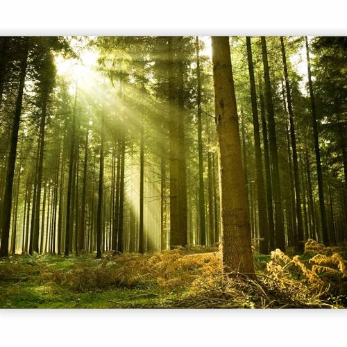 Fotomurale Soggiorno - Carta da parati Foresta Bosco Alberi 150x116 cm TNT Murale alla moda Decorazione da Muro XXL Poster Gigante Design Cameretta Carta per pareti Camera da Letto Natura 100403-1