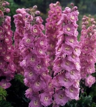 New Century Rose futuri Delphinium 100 semi
