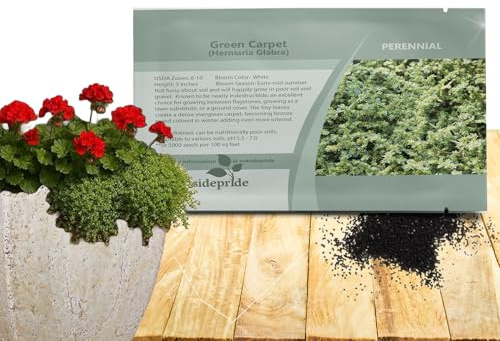 Outsidepride Green Carpet Herniaria Glabra Seeds - 10,000 Pcs Perennial, Drought-Tolerant, Low-Maintenance Ground Cover Seeds for Planting, Hardy Green Carpet for Landscaping & Erosion Control