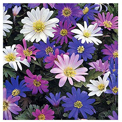 GARTHWAITE NURSERIES® : - UK Stockists : - Anemone blanda Bulbs - 20 Spring Flowering Bulbs Special Cheap Offer