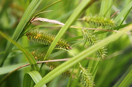 WASSERPFLANZEN WOLFF - Carex pseudocyperus - Scheinzypergras-Segge - Zyperngrassegge - Staude des Jahres 2015! - heimisch - winterhart