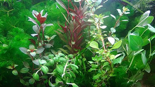 35 Live Aquarium Plants Collection Of Aquatic Plants For Your Fish Tank