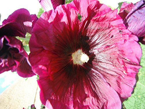 25 X CERISE HOLLYHOCK SEEDS - GARDEN FLOWER PATIO BORDERS PLANTS SEEDS