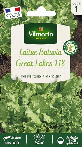 Laitue Batavia Great Lakes 119