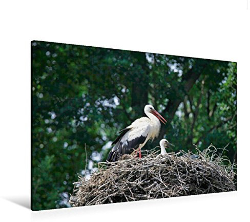 Premium Textil-Leinwand 120 x 80 cm Quer-Format Storch mit Nachwuchs im Nest | Wandbild, HD-Bild auf Keilrahmen, Fertigbild auf hochwertigem Vlies, Leinwanddruck von Anette/Thomas Jäger