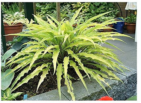 Hosta Curly Fries ex 9cm Pot