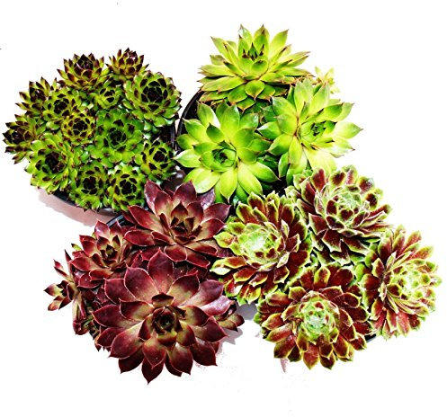 Exotenherz Hauswurz - Set aus 4 verschiedenen Sempervivum-Sorten