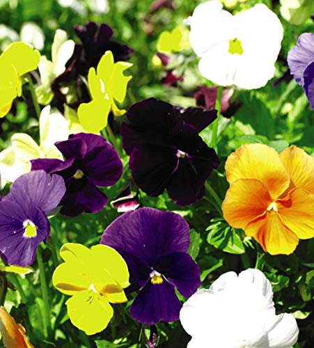 Thompson & Morgan - Flowers - Pansy Clear Crystal Mixed - 150 Seed