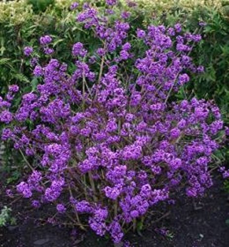 Callicarpa bodinieri 'Profusion' 40-60 cm – Winterhart, Mehrjährig, Pflegeleicht – Liebesperlenstrauch – Zierstrauch für Garten & Beet