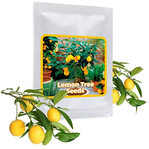 Mini Zitronenbaum Samen - 10 Stück/Pack - Zitrone - Citrus - Bonsai geeignet