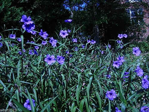 petunie messicani di sementi Ruellia brittoniana 'Blue Star' 30 semi!
