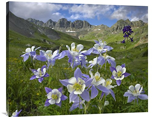 Global Gallery Budget GCS-396507-2835-142 Tim Fitzharris Blue Columbine Meadow at American Basin Colorado Gallery Wrap Giclee on Canvas Print Wall Art