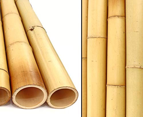1 canna di bambù 200 cm Moso giallo sbiancato con spessore di 8,8 – 10 cm di diametro – 2 m XL bastoncini di bambù come materiale da costruzione