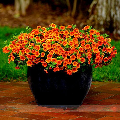 BAD Inc Calibrachoa 'Kabloom Crave Sunset' Vigoureux florifère Graines Petunia annuelles, Paquet professionnel, 100 graines/Paquet (2 Calibrachoa Pack)