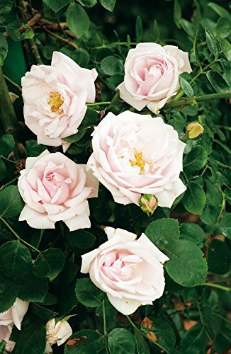 Kletterrose New Dawn in Hell-Rosa - Kletter-Rose winterhart & duftend - Pflanze für Rankhilfe wurzelnackt/Wurzelware von Garten Schlüter - Pflanzen in Top Qualität