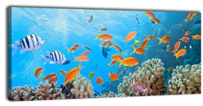 wandmotiv24 Leinwandbild Panorama Nr. 65 Unterwasserwelt 100x40cm, Keilrahmenbild, Bild auf Leinwand, Kunstdruck Riff Fische Koralle