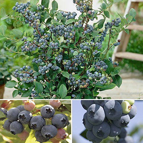 You Garden - 3 x Blueberry Bushes in 9cm Pots - 3 Varieties 'Hanover' 'Blueray' 'Ozark Blue' Superfruit Blueberry Plants - Grow Your Own Blueberry Plants at Home - Blueberry Bush for Gardens