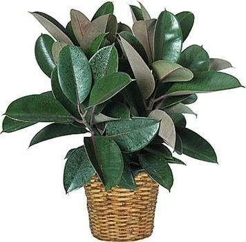 Ficus Elastica gomma Albero 8 Seeds