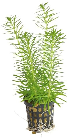 Aqua Essentials Pogostemon erectus - a beautiful aquarium plant that grows up to 40cm
