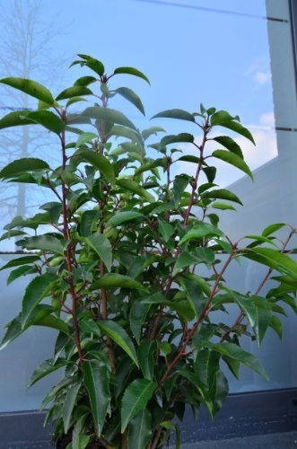 Portugisische Lorbeerkirsche Prunus lusitanica 60-80 cm hoch 5 L Topf