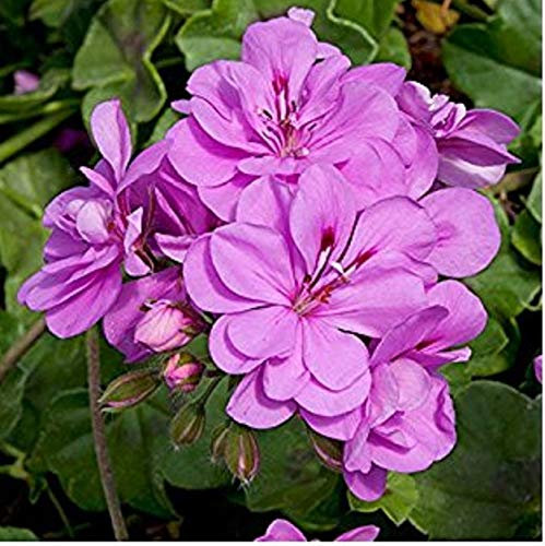 Ivy Leaf Geranium Trailing 'Amethyst' Summer Plug Plants Pack x6