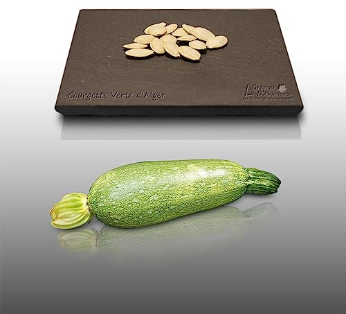 15 graines à semer - Le Grenier d'Abondance - COURGETTE Verte petite d'Alger - Cucurbita Pepo