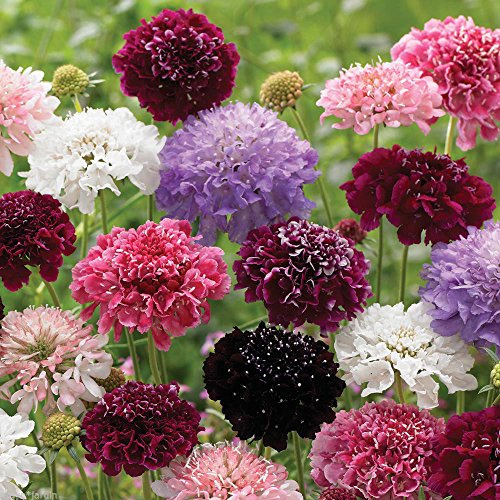 SCABIOSA MISCUGLIO NR.100 SEMI