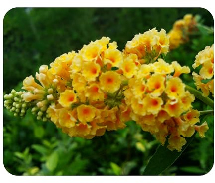 Butterfly Bush Honeycomb - Buddliea x weyeriana Hybrid - Live Plant - Fragrant Large Yellow Flower - Emerald Goddess Gardens - Starter Sz 4 Inch Pot