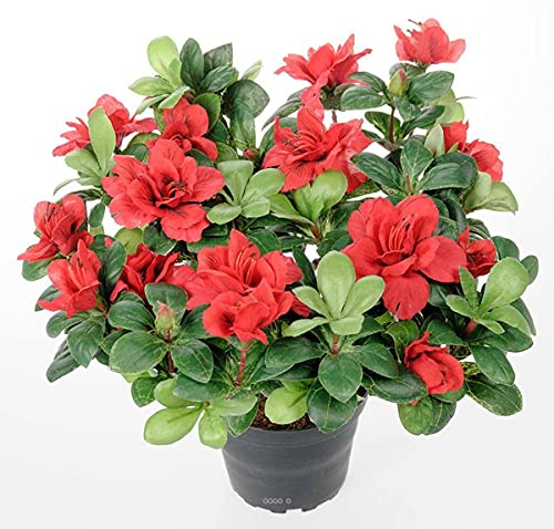 Artificielles. com – Künstliche Azalee im Topf, Höhe 25 cm, Durchmesser 30 cm, Rot – Farbe: Rot 755