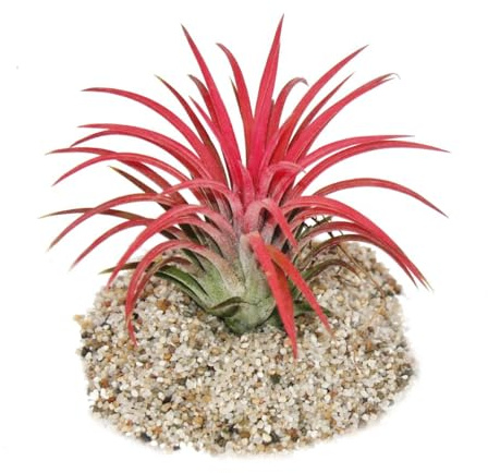 Tillandsia ionantha Fire intensive rote Farbe