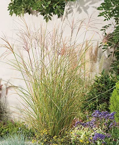 GARTEN SCHLÜTER® Chinaschilf 'Gracillimus'