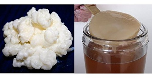 Duo: 40g Kefirknollen für Milchkefir + Kombucha SCOBY Pilz - KEFIRALIA | Anleitung, Rezepte und persönliche Hilfe inklusive · traditionelle Milchkefirknollen und Kombucha Pilz, neuer Pilz je Gärung