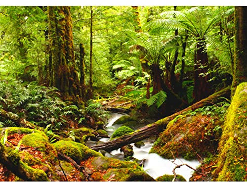 Runa Art Papel tapiz fotográfico río del bosque 352 x 250 cm Lana Fondo De Pantalla XXL Moderna Decoración De Pared Sala Cuarto Oficina Salón verde 9037011b