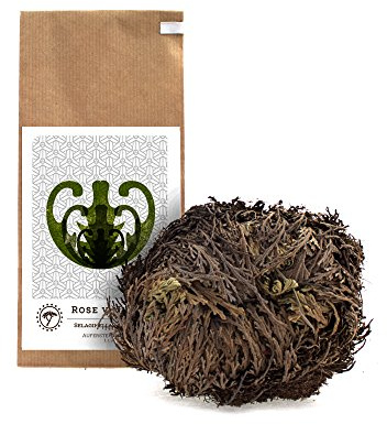 YAKEBA | Rose von Jericho | Groß | Selaginella lepidophylla | Papiertüte | Perfekte Deko Pflanze als Terrarium Zubehör oder für Ihr Flaschengarten Glas | Pflanze ins Glas und schon wird sie grün…