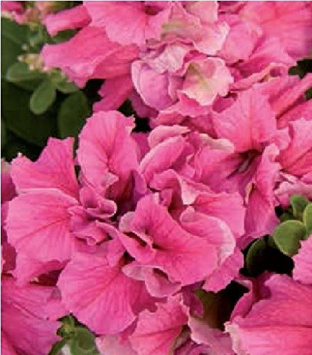 JustSeed - Flower - Petunia - Double Pirouette Pink - 30 Pelleted Seeds