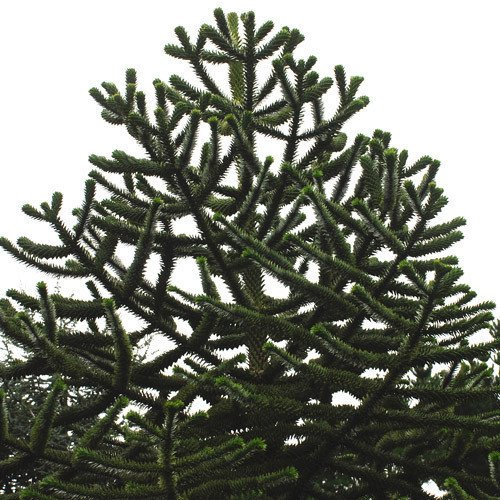 Plant World Seeds - Araucaria Araucana Seeds (Tree & Shrub Seeds)