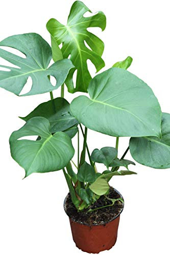 Planta de interior - Planta para la casa o la oficina - Monstera deliciosa - Planta del queso suizo - 45cms de alto en un palo con musgo